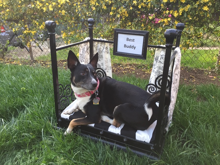 A pooch lounges on Tim's completed four-poster dog bed