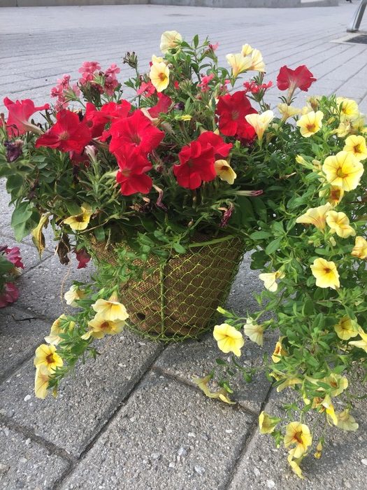 Tim adds flowers to wire basket.