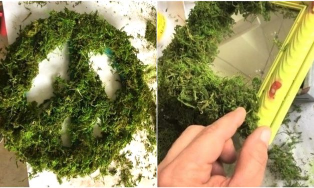 Mother Nature Makeover: Use Moss for Organic Transformations