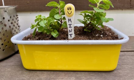 How To: An Upcycled Container Garden That Was “Mint” To Be